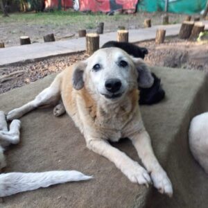 Read more about the article Shelter Dog Who Waited 11 Years Finally Finds a Forever Home