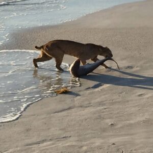 Read more about the article Shark-eating bobcat goes viral By Jenny Staletovich