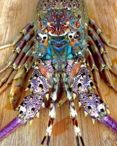 Read more about the article The Mysterious Migration of the Tropical Rock Lobster (Panulirus ornatus)
