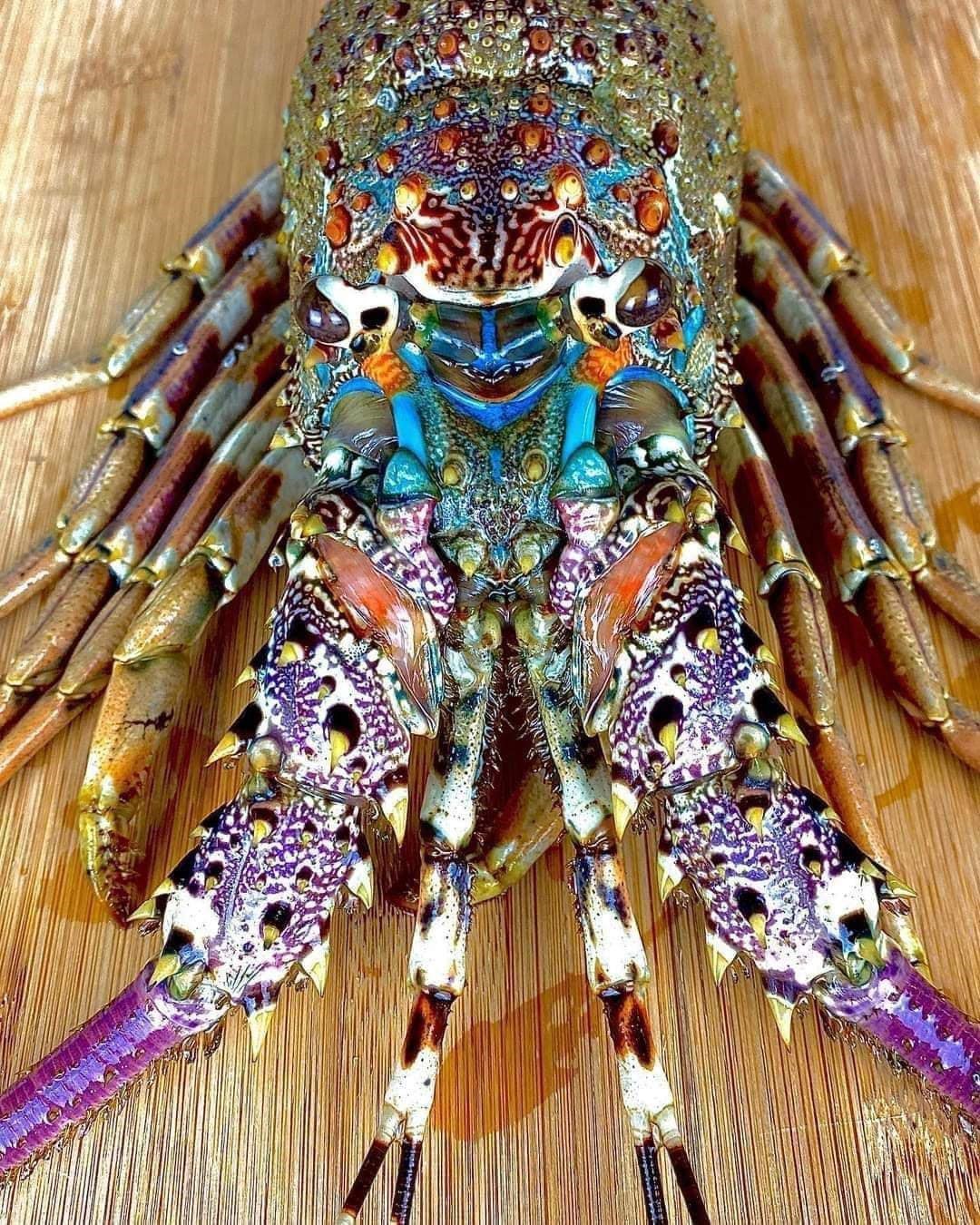 You are currently viewing The Mysterious Migration of the Tropical Rock Lobster (Panulirus ornatus)