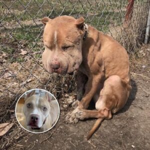 Read more about the article From Neglect to Love: The Incredible Transformation of Marco the Dog
