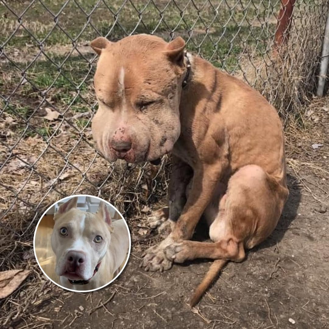 You are currently viewing From Neglect to Love: The Incredible Transformation of Marco the Dog
