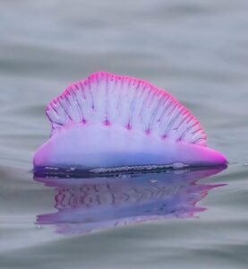 Read more about the article Meet the Deadly Portuguese Man-of-War: A Fascinating Yet Dangerous Ocean Drifter