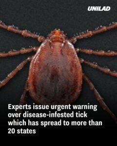 Read more about the article Experts Warn of Disease-Infected Tick Spreading Across the U.S.