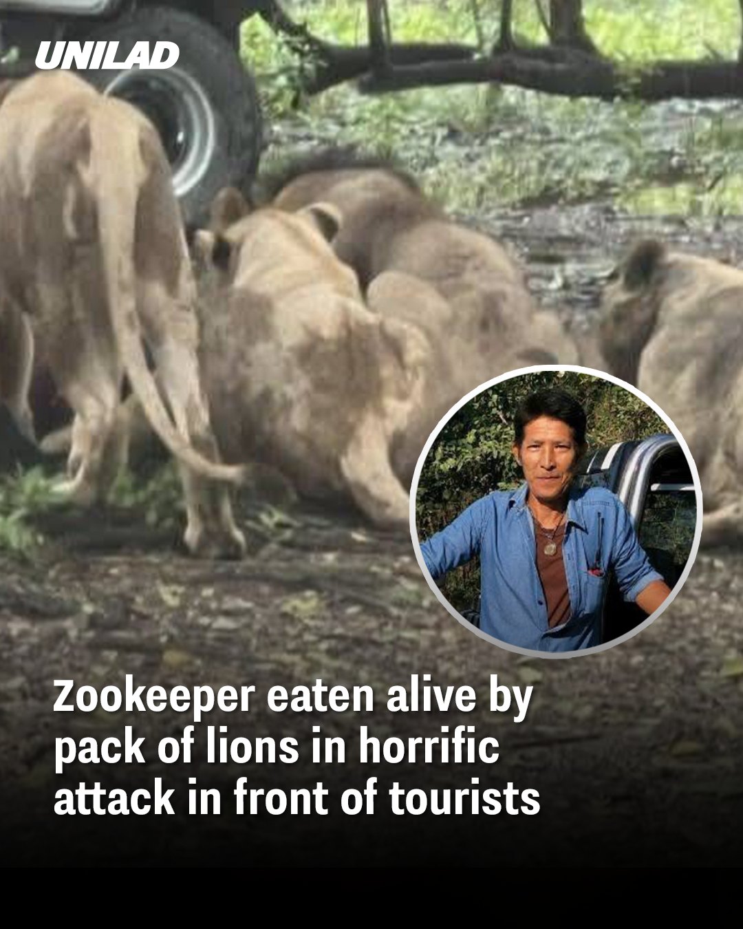 You are currently viewing Zookeeper Fatally Mauled by Lions in Front of Tourists at Bangkok Zoo