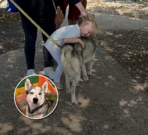 Read more about the article Husky With Separation Anxiety Finds Forever Home Thanks to a Little Girl’s Love ❤️