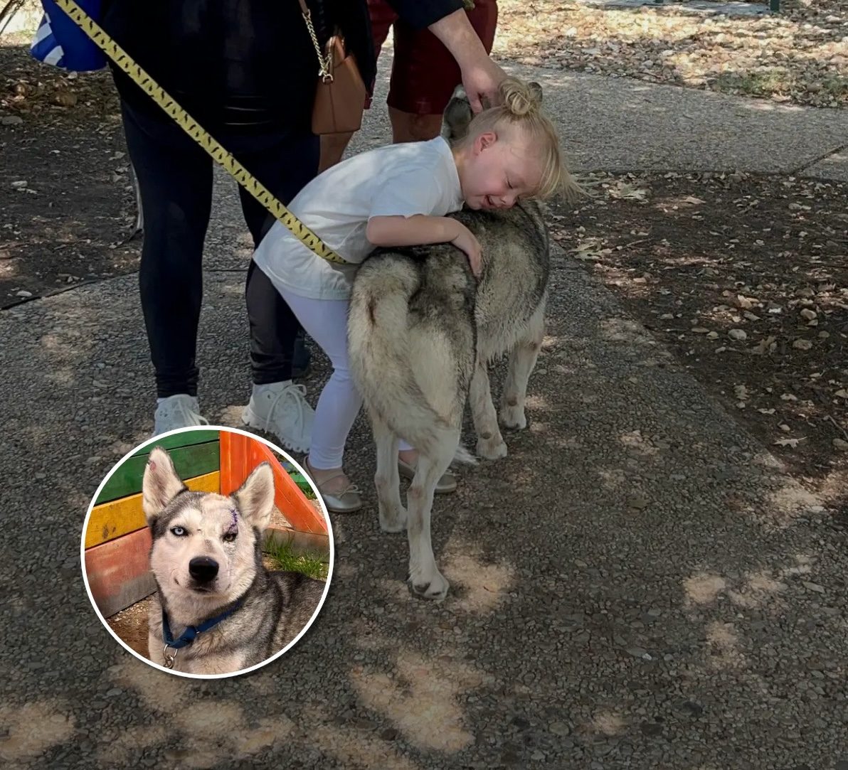 You are currently viewing Husky With Separation Anxiety Finds Forever Home Thanks to a Little Girl’s Love ❤️