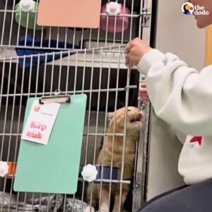 Read more about the article Shelter Cat Burp Finds Forever Home After Years of Loneliness
