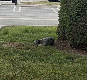 Read more about the article Heartbroken Dog Refuses To Leave the Spot Where She Last Saw Her Family
