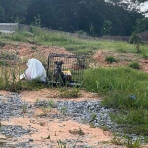 Read more about the article Abandoned Puppy Rescued From Crate By Uber Driver — Now On Her Road To Recovery