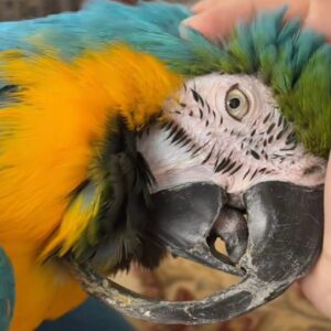 Read more about the article 29-Year-Old Rescue Parrot Gets Life-Changing Makeover After Her Beak Grew Under Her Chin