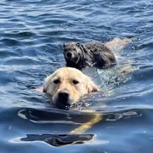 Read more about the article Kind Dog Rescues Stranded Woodchuck With a Gentle Ride to Shore