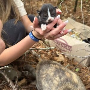Read more about the article Woman Rescues Family of Cats From Woods — Pregnant Mama Gives Birth in Her Car