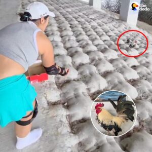 Read more about the article Rescued Rooster Finds Forever Home Thanks to Quick-Thinking Couple