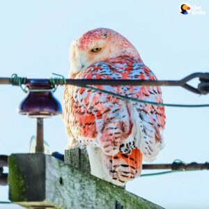 Read more about the article Rare Orange Snowy Owl Baffles Scientists and Bird Lovers