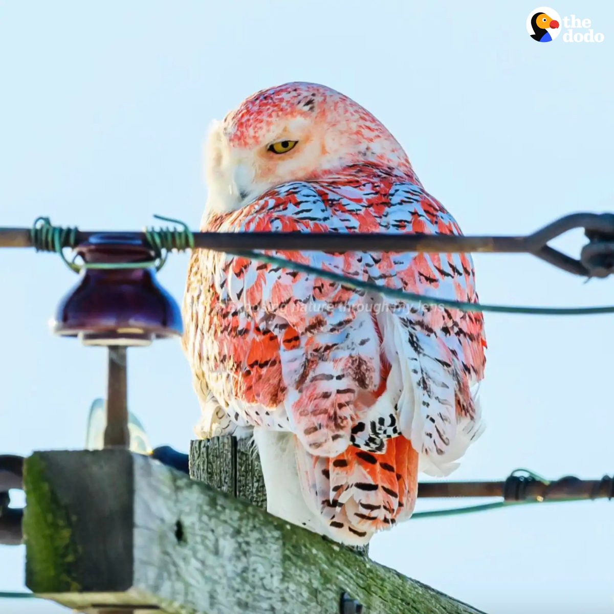 You are currently viewing Rare Orange Snowy Owl Baffles Scientists and Bird Lovers