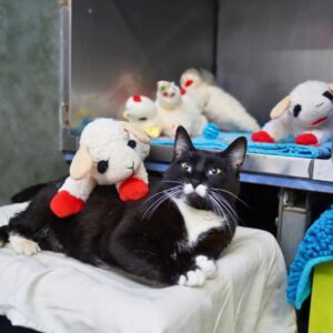 Read more about the article Shelter Cat With Lamb Stuffies Dreaming of a Forever Home