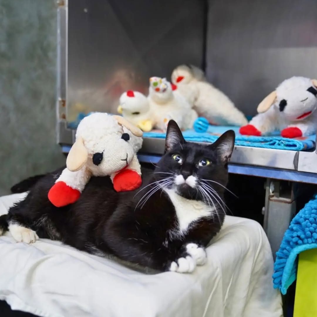 You are currently viewing Shelter Cat With Lamb Stuffies Dreaming of a Forever Home