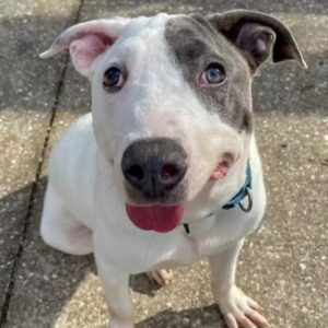 Read more about the article Shelter Dog With Unique Face Is Still Waiting For Love