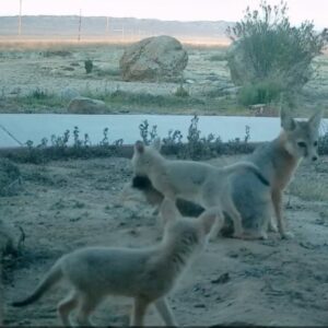 Read more about the article Scientists Capture Heartwarming Video of Rare San Joaquin Kit Fox Cubs Playing with Mom’s Tail
