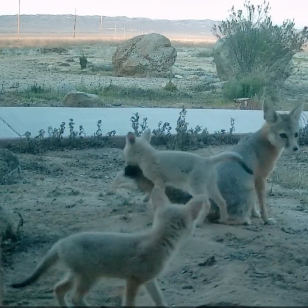 You are currently viewing Scientists Capture Heartwarming Video of Rare San Joaquin Kit Fox Cubs Playing with Mom’s Tail