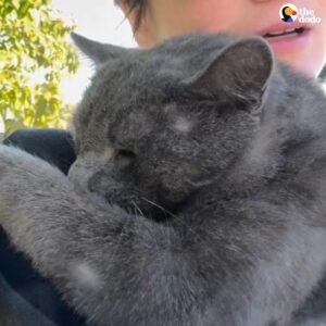 Read more about the article Injured Cat Finds Hope in Rescuer’s Arms