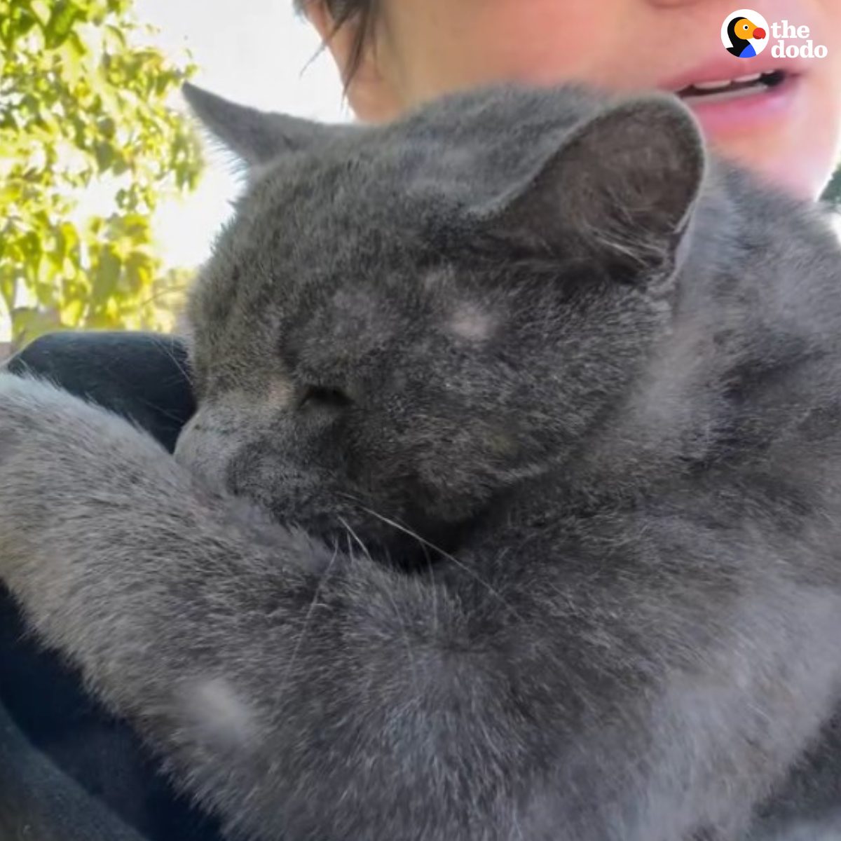 You are currently viewing Injured Cat Finds Hope in Rescuer’s Arms