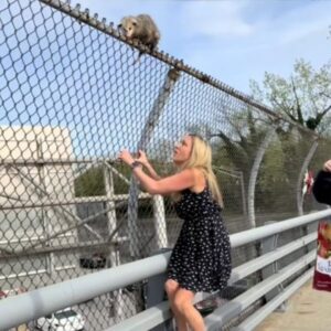 Read more about the article Woman Leaps Out of Uber to Save Terrified Opossum on NYC Highway