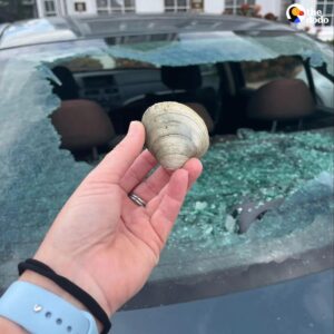 Read more about the article Bakery Owner’s Car Smashed By Seagull’s Quahog Drop In Nantucket