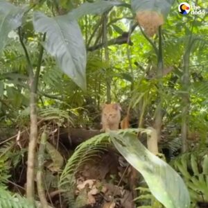 Read more about the article Bachelorette Party Rescues Two Lost Kittens in Puerto Rico Rainforest