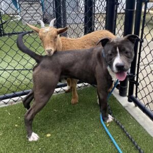 Read more about the article Shelter Goat Refuses To Leave Her Dog Best Friend’s Side