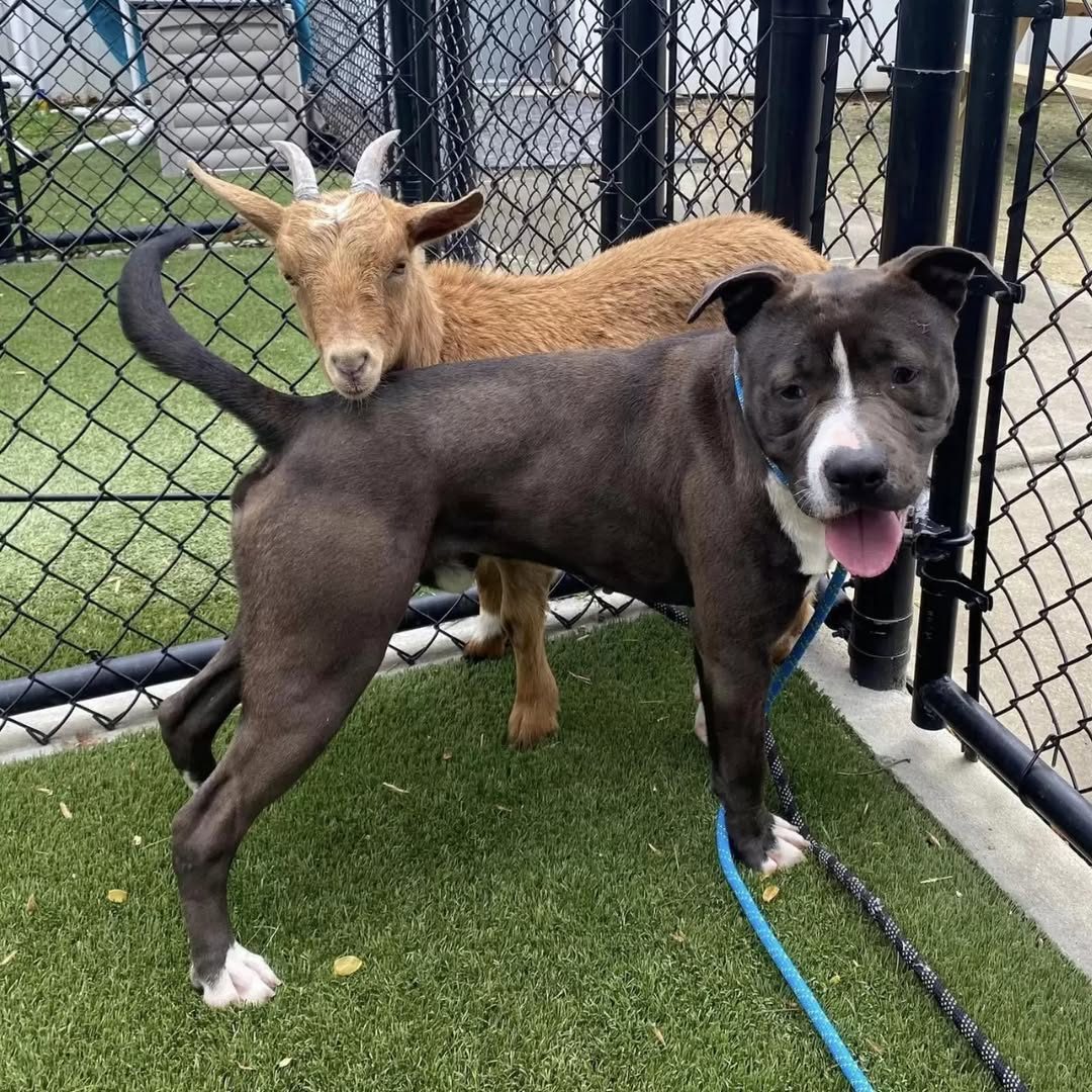 You are currently viewing Shelter Goat Refuses To Leave Her Dog Best Friend’s Side