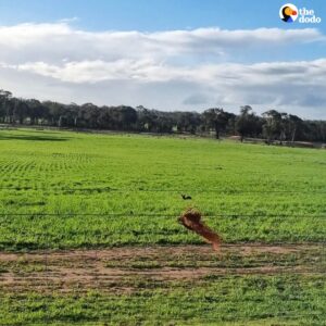 Read more about the article Orphaned Baby Kangaroo Rescued From Wet Field in Victoria