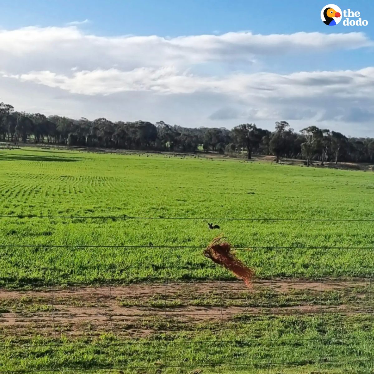 You are currently viewing Orphaned Baby Kangaroo Rescued From Wet Field in Victoria