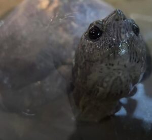 Read more about the article Recovery and Hope: Abandoned ‘Grandma’ Turtle Finds a Loving Home