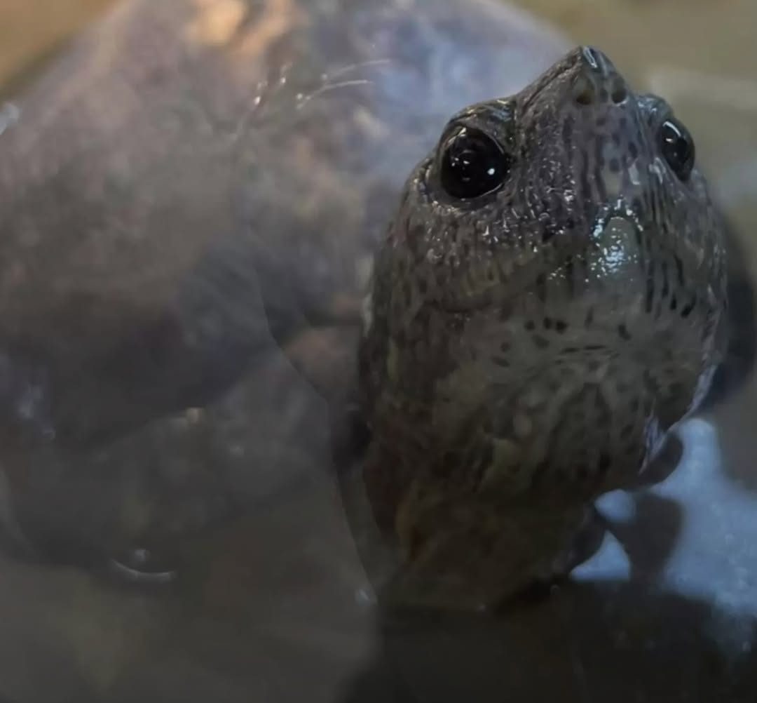 You are currently viewing Recovery and Hope: Abandoned ‘Grandma’ Turtle Finds a Loving Home