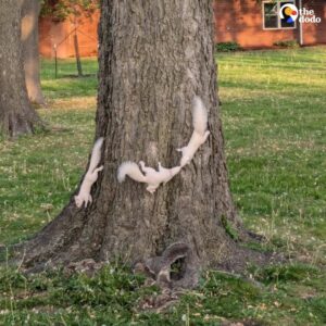Read more about the article The Hidden Fourth Squirrel: A Playful Reminder of Nature’s Surprises