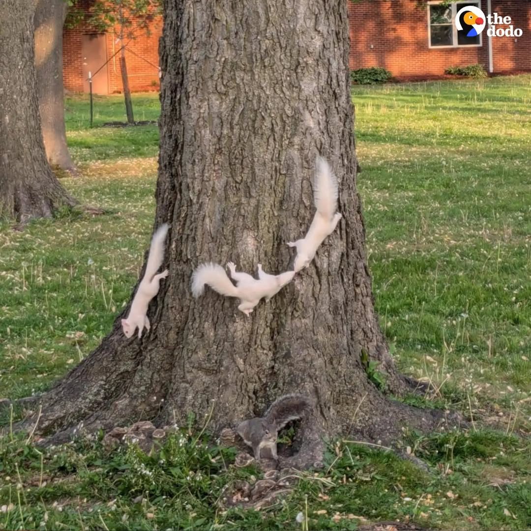You are currently viewing The Hidden Fourth Squirrel: A Playful Reminder of Nature’s Surprises