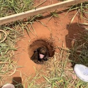Read more about the article Recovery Story: Boy Rescues Puppy Trapped in a Hole