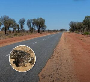 Read more about the article Man Stops for ‘Angry’ Animal on the Road — And Ends Up Making a New Friend