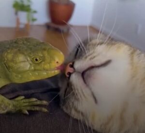 Read more about the article Cat and Lizard Friendship: Atlas and Junior’s Unlikely Bond