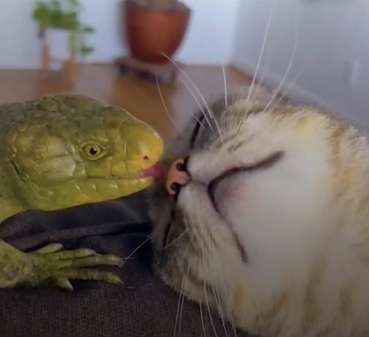 You are currently viewing Cat and Lizard Friendship: Atlas and Junior’s Unlikely Bond