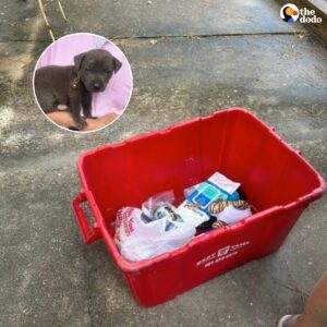 Read more about the article Puppy Abandoned in Backyard Bin Finds Comfort — and a Second Chance