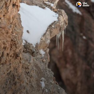Read more about the article The Elusive Beauty of Snow Leopards: Nature’s Masters of Camouflage