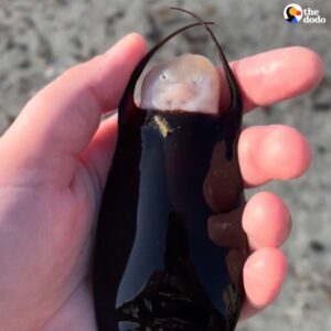 Read more about the article Woman Discovers a Live ‘Mermaid’s Purse’ on Florida Beach — And Watches a Baby Skate Hatch in Her Hands