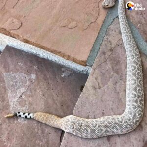 Read more about the article Rare Rattlesnake With Never-Before-Seen Pattern Stuns Experts