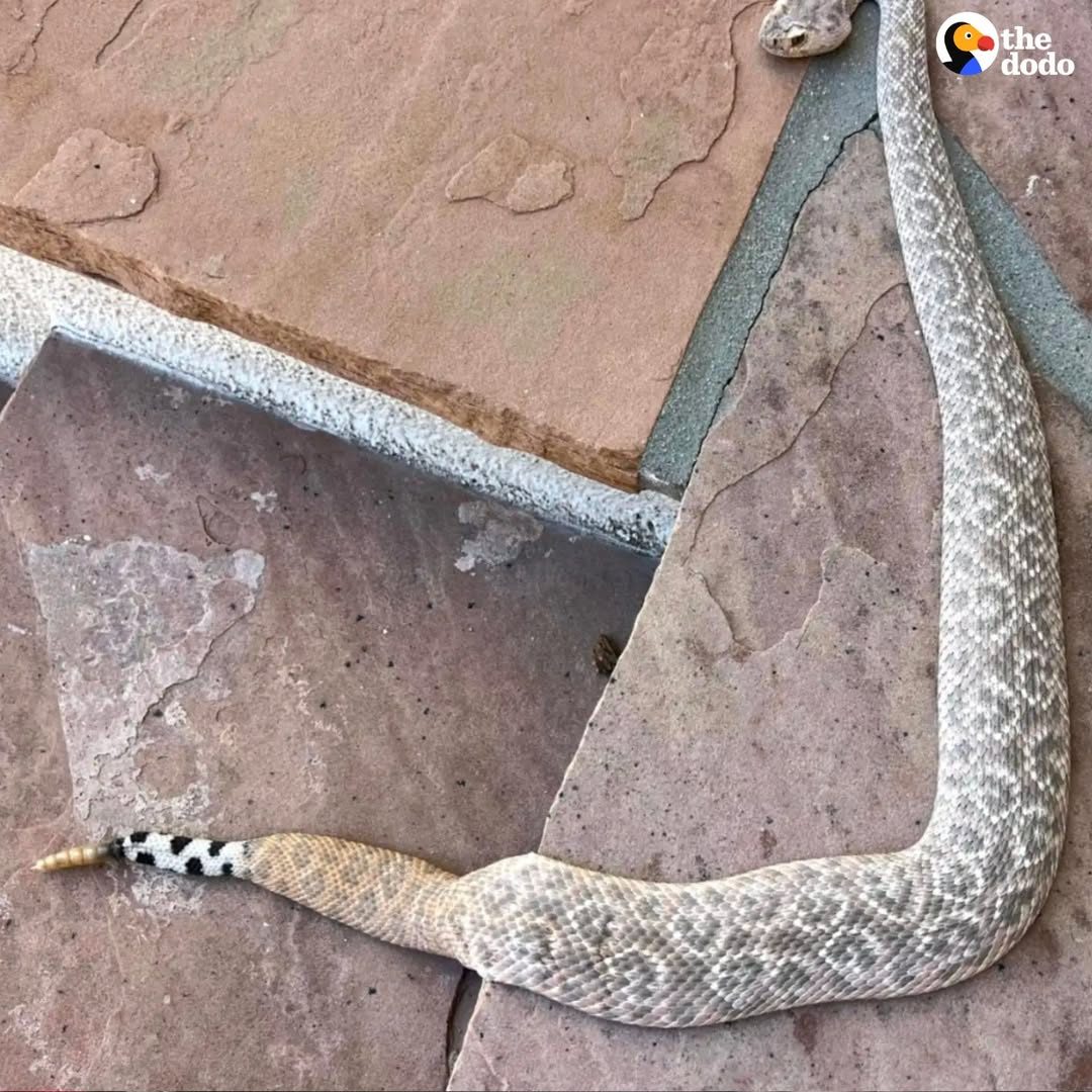 You are currently viewing Rare Rattlesnake With Never-Before-Seen Pattern Stuns Experts