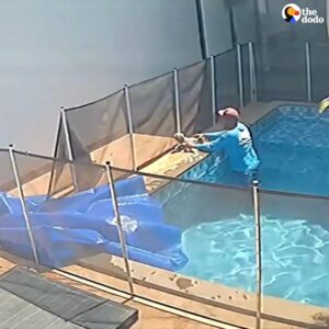 Read more about the article Pool Cleaner Saves Family Dog From Drowning in Brazilian Backyard
