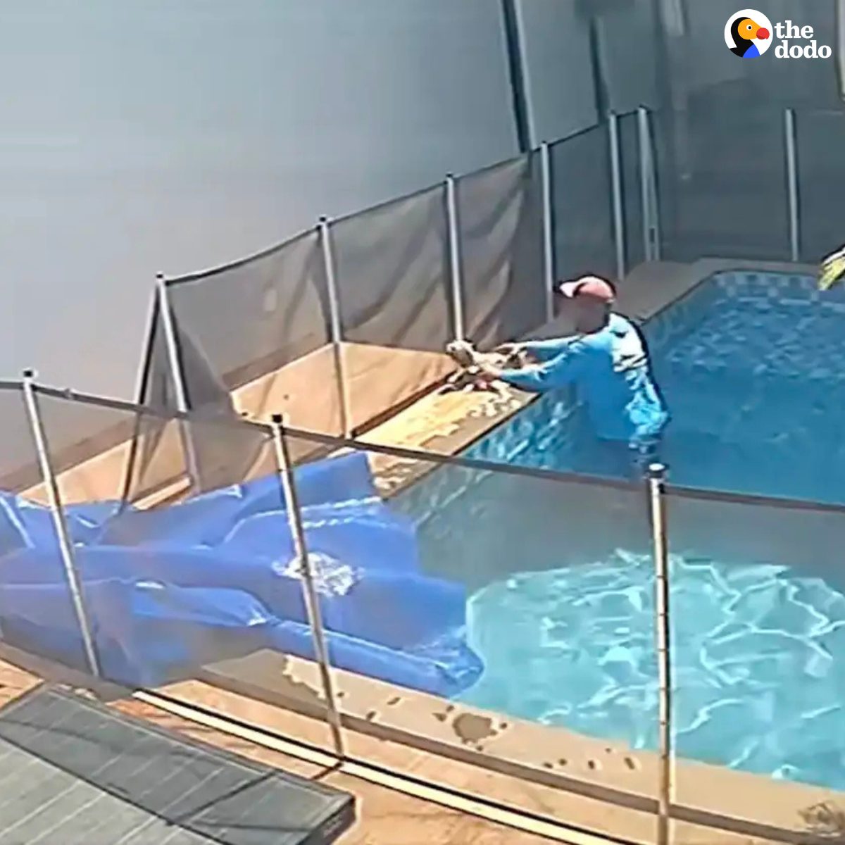 You are currently viewing Pool Cleaner Saves Family Dog From Drowning in Brazilian Backyard