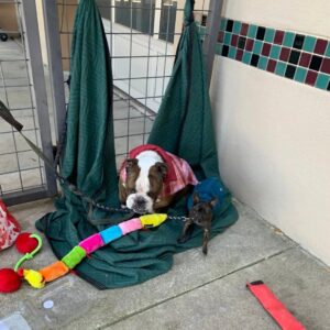 Read more about the article Lost Bulldog Reunited With Family After Four Years Thanks to a Texas Shelter